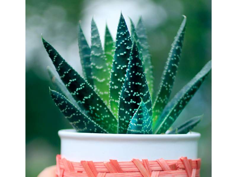 A close up of someone holding up an aloe plant in a small white pot of with pink wrapping. Photo by Wendy Routman