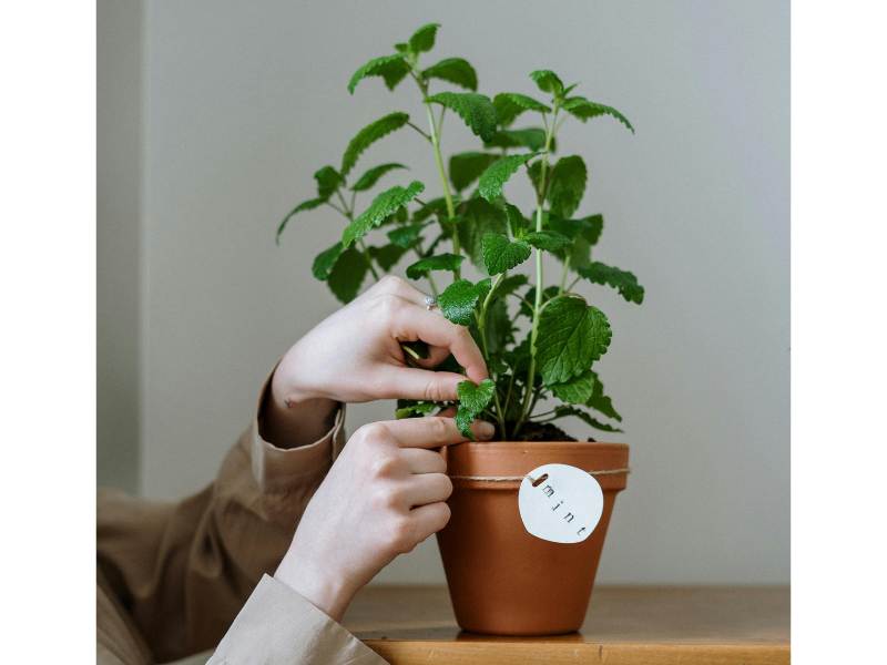 Mint Plant in a pot with hands picking a piece. Photo by Cottonbro