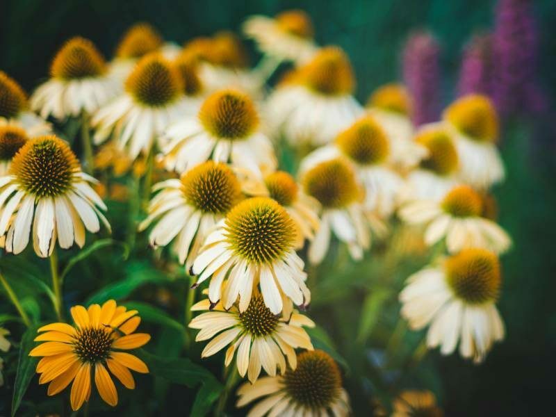 A close up view of a field of Echinacea flowers. Photo by Brett Sayles