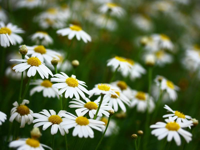 A close up view of a field of chamomile flowers