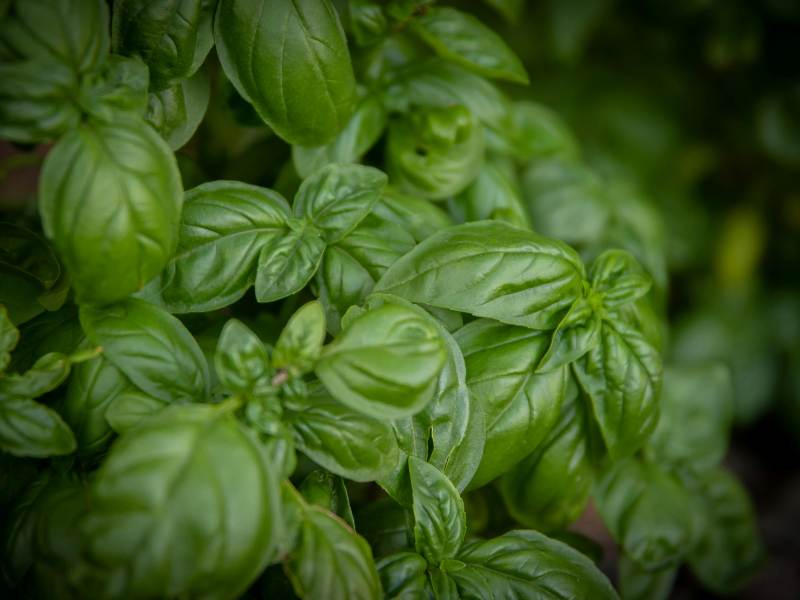 Close up image of fresh basil. Photo by Magda Ehlers