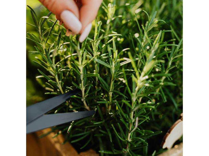 Close up of someone cutting a piece of fresh rosemary.