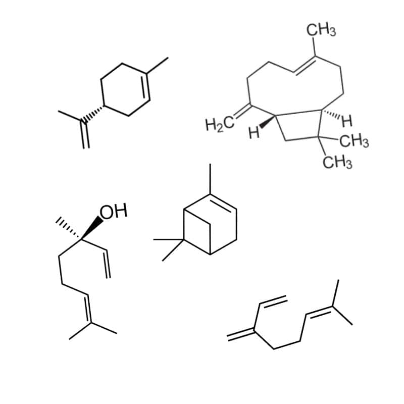 5 different terpenes' chemical compounds